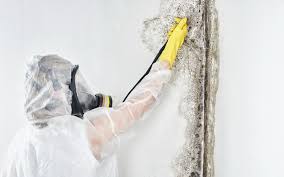 Lake Marcel Stillwater, WA Mold Prevention & Removal  Company